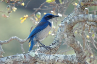 : Aphelocoma insularis; Island Scrub-jay