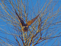 : Buteo jamaicensis; Aguililla Cola Roja