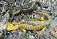 : Salamandra salamandra alfredschmidti; Fire Salamander