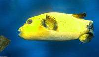 : Arothron meleagris; Guineafowl Puffer