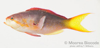 : Pseudanthias olivaceus