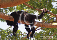 : Alouatta palliata; Mantled Howler Monkey