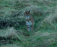 : Lynx rufus; Bobcat