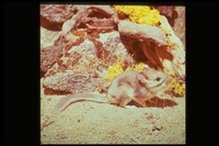 : Neotoma cinerea; Bushy-tailed Woodrat