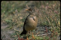 : Turdus falklandii spp. falklandii; Austral Thrush