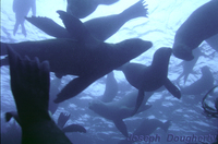 : Zalophus californianus; California Sea Lion