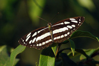 : Neptis hylas linnaeus, 1758; Common Sailor