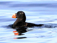 Tufted Puffin. 1 October 2006. Photo by Angus Wilson