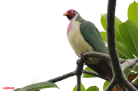 Jambu Fruit-Dove ( Ptilinopus jambu )