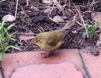 pierwiosnek Phylloscopus collybita