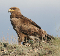 Steppe Eagle