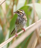 Yellow-browed Bunting » Emberiza chrysophrys