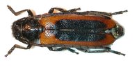 Phytoecia circumdata