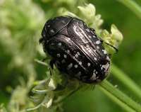 Oxythyrea funesta var. consobrina