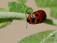 Gonioctena viminalis