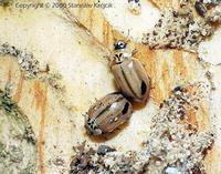 Aphidecta obliterata var. livida