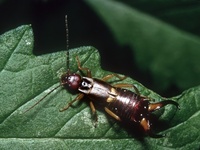 Forficula auricularia - Common earwig