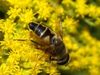 Eristalis pertinax