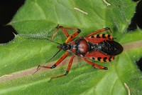 Rhynocoris iracundus