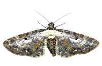 Eupithecia succenturiata - Bordered Pug