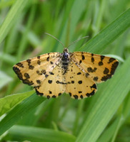 Pseudopanthera macularia - Speckled Yellow