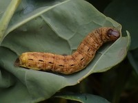 Noctua pronuba - Large Yellow Underwing