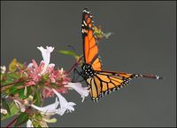 Danaus plexippus - Monarch