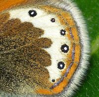 Coenonympha gardetta - Alpine Heath