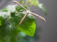 Emmelina monodactyla
