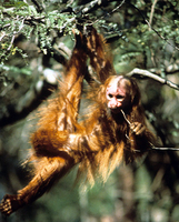 Red bald-headed uakari (Cacajao calvus rubicundus)