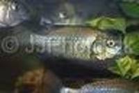 Sarotherodon linnellii, Blackfin tilapia: aquaculture