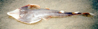 Rhinobatos productus, Shovelnose guitarfish: fisheries, gamefish