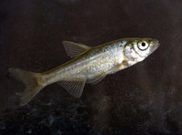 Acanthobrama lissneri, :