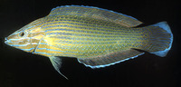 Halichoeres richmondi, Richmond's wrasse: