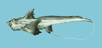 Chimaera phantasma, Silver chimaera: fisheries