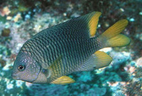 Stegastes flavilatus, Beaubrummel: