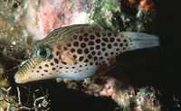 Canthigaster tyleri, Tyler's toby: