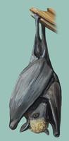 Image of: Acerodon jubatus (golden-capped fruit bat)