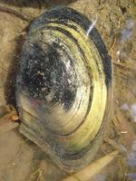 Anodonta anatina