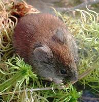 Image of: Myodes gapperi (southern red-backed vole)