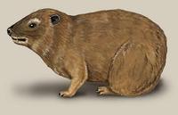 Image of: Procavia capensis (rock hyrax)