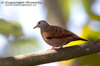 Zenaida macroura - Mourning Dove