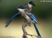 Cyanopica cooki - Iberian Azure-winged Magpie