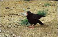 Pyrrhocorax pyrrhocorax - Red-billed Chough