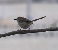 Prinia gracilis - Warbler