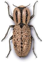 Image of: Zopherus chilensis