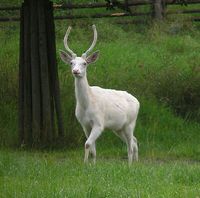 Cervus elaphus maral - Asiatic Red Deer