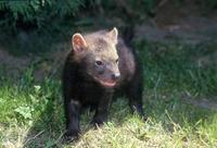 Speothos venaticus - Bush Dog