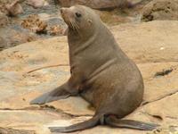 Arctocephalus forsteri - New Zealand Fur Seal