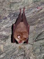 Rhinolophus hipposideros - Lesser Horseshoe Bat